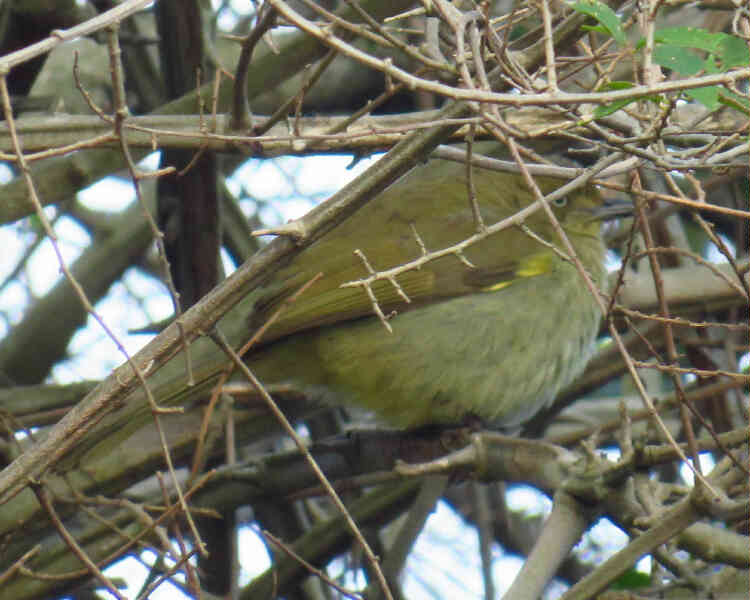 Image of Sombre Greenbul