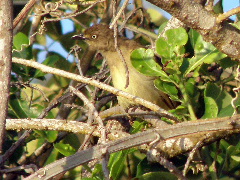 Image of Fischer's Greenbul