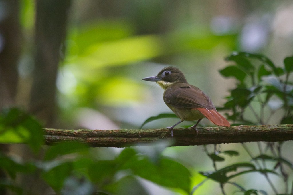 Image of Red-tailed Bristlebill
