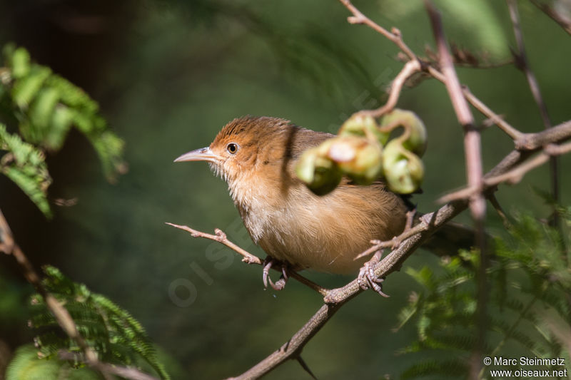 Image of Red-faced Cisticola