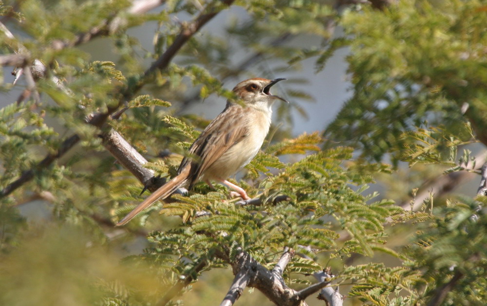 Image of Tinkling Cisticola