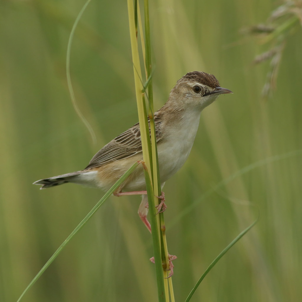 Image of Wing-snapping Cisticola