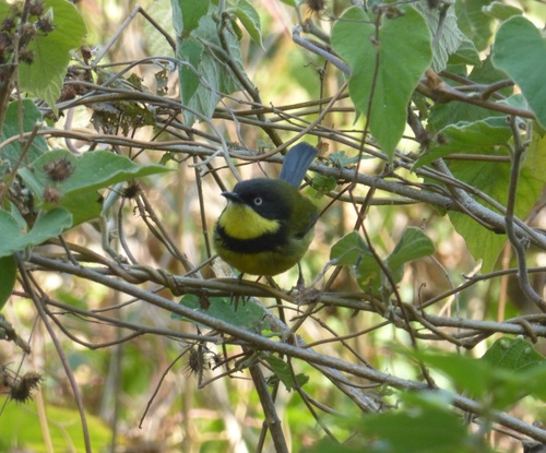 Image of Yellow-throated Apalis
