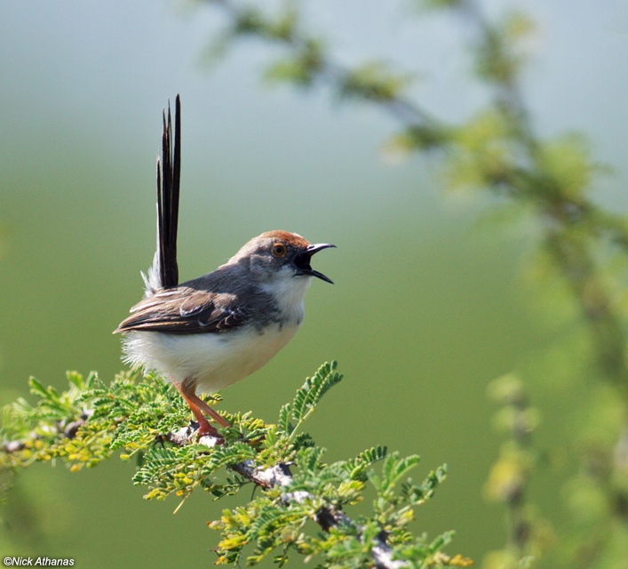 Image of Red-fronted Prinia