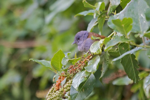 Image of African Hill-Babbler