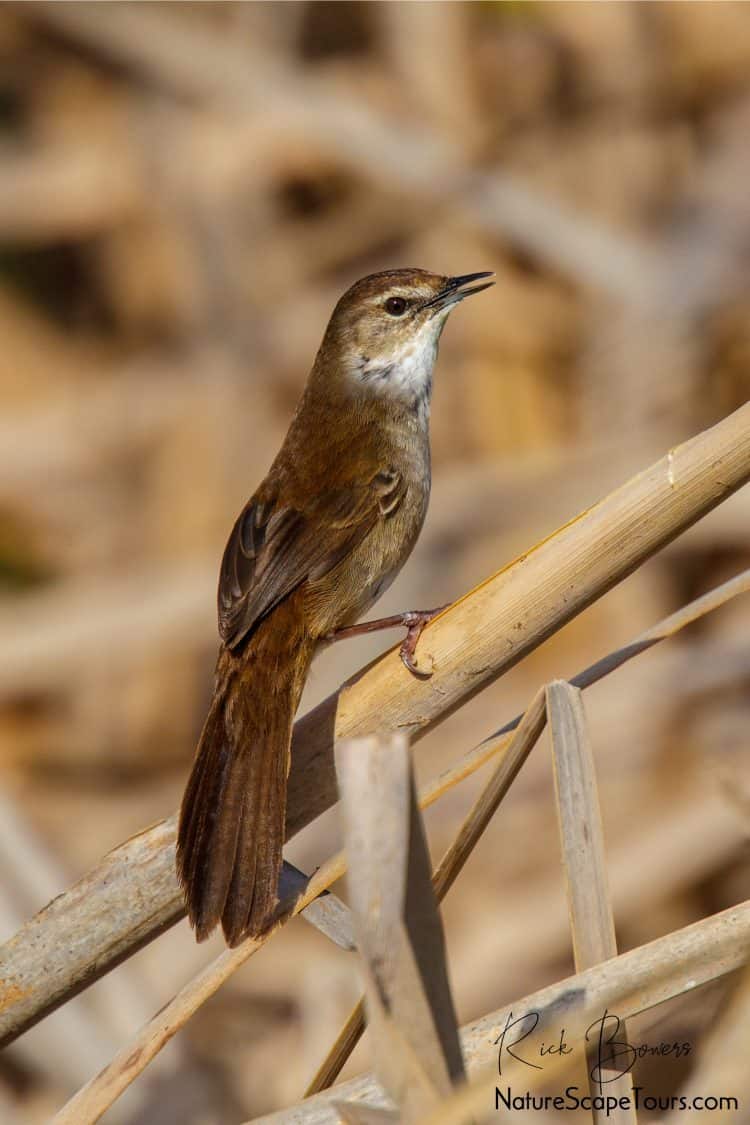 Image of Little Rush-warbler