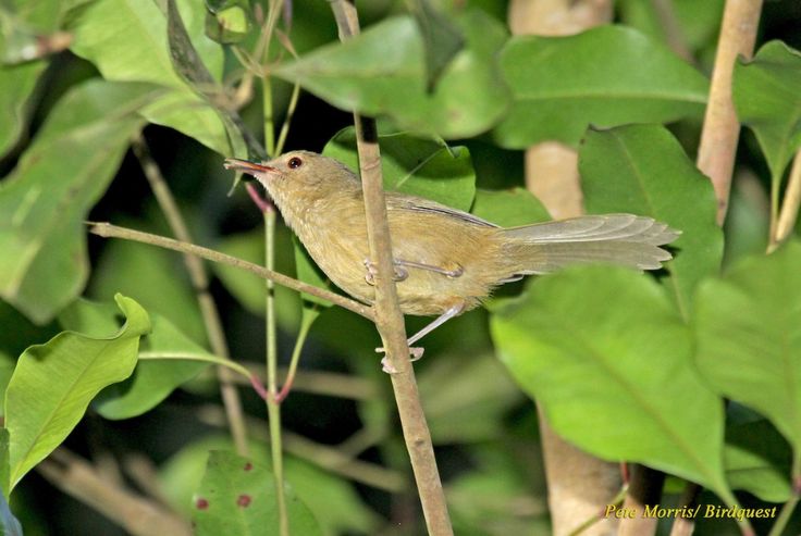 Image of Moheli Brush-warbler