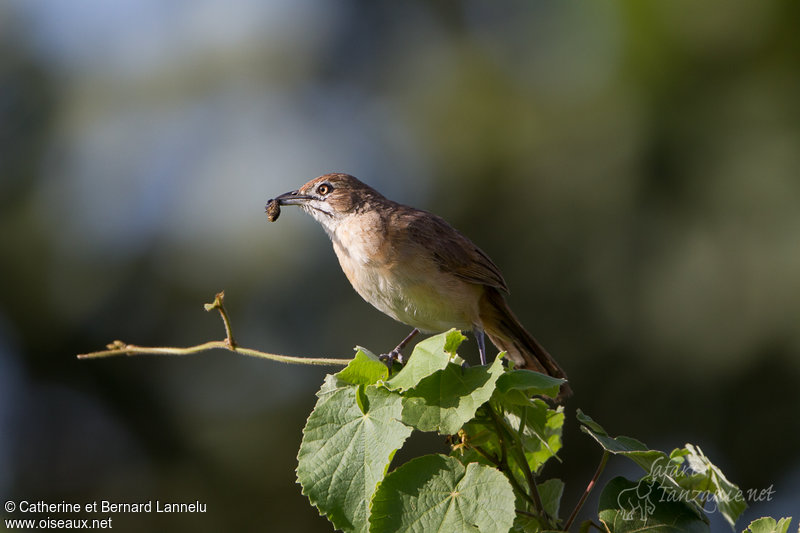 Image of Moustached Grass-warbler