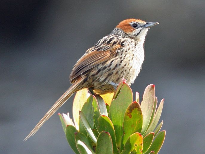 Image of Cape Grassbird
