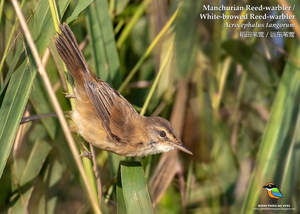 Image of Manchurian Reed-Warbler