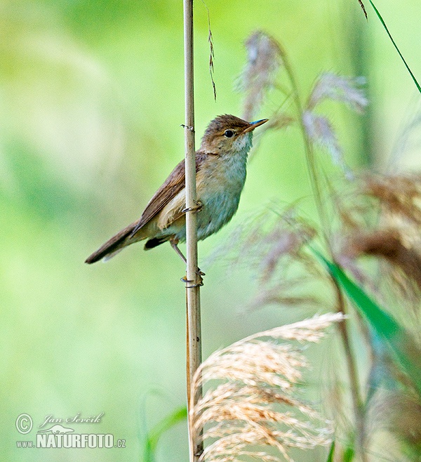 Image of Common Reed-Warbler