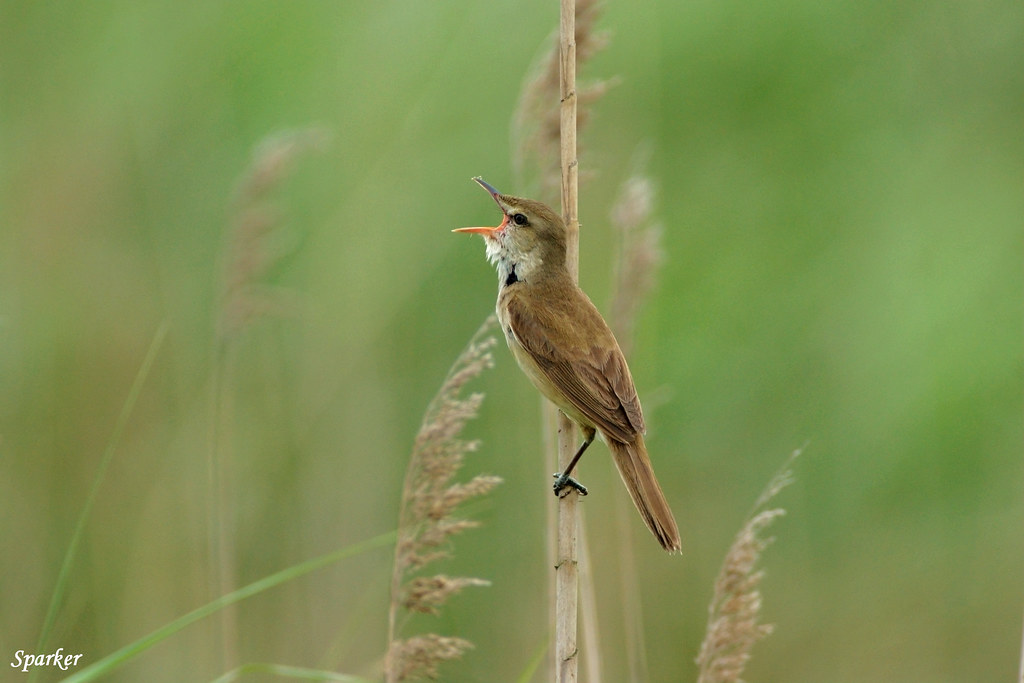 Image of Oriental Reed-Warbler
