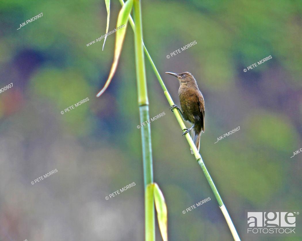 Image of Tahiti Reed-Warbler
