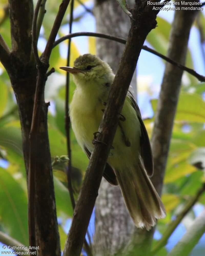 Image of Southern Marquesan Reed-Warbler