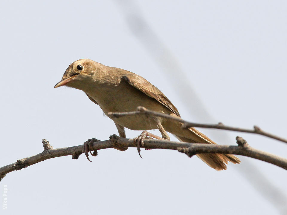 Image of Booted Warbler