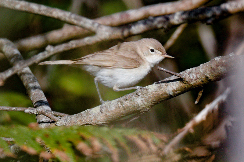 Image of Sykes's Warbler