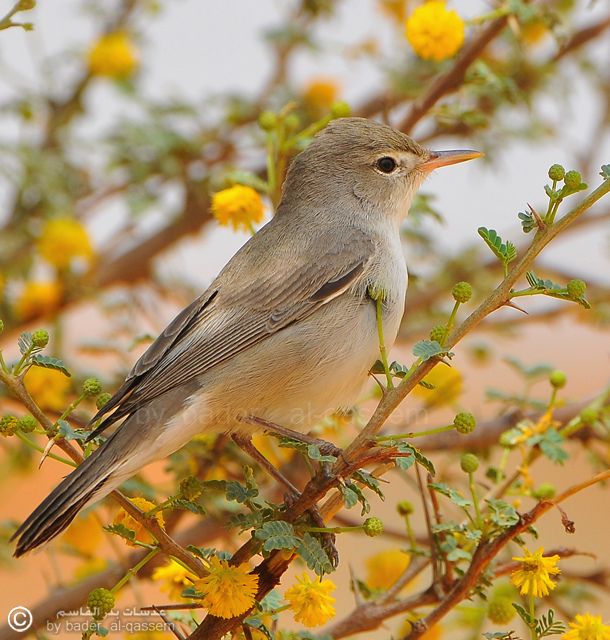 Image of Upcher's Warbler