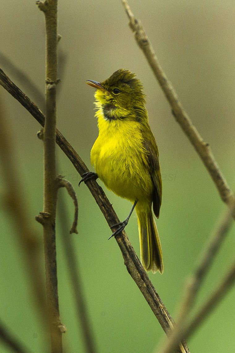 Image of African Yellow Warbler