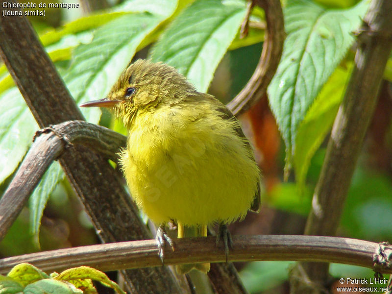 Image of Mountain Yellow Warbler