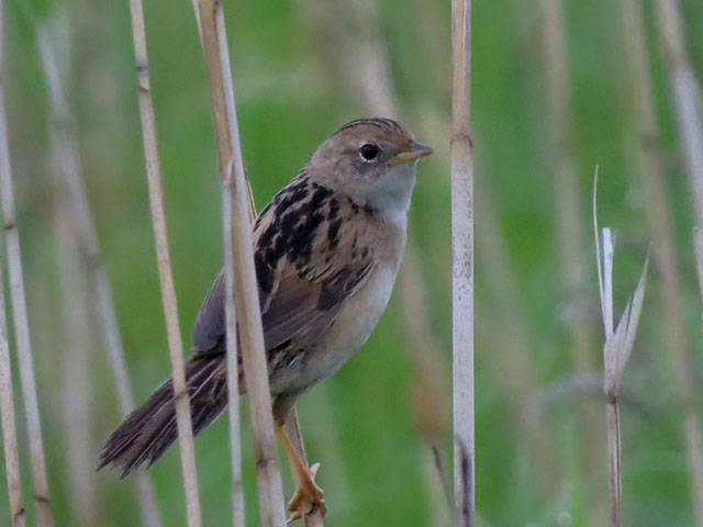 Image of Marsh Grassbird