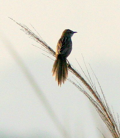 Image of Striated Grassbird