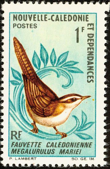 Image of New Caledonian Thicketbird