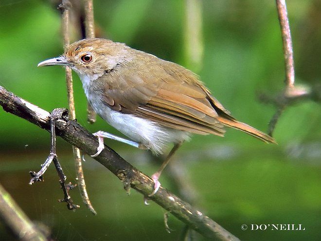 Image of White-chested Babbler