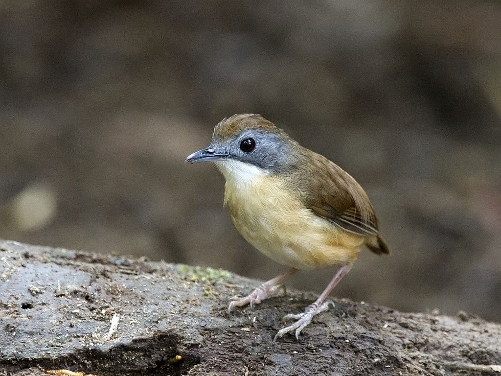 Image of Short-tailed Babbler