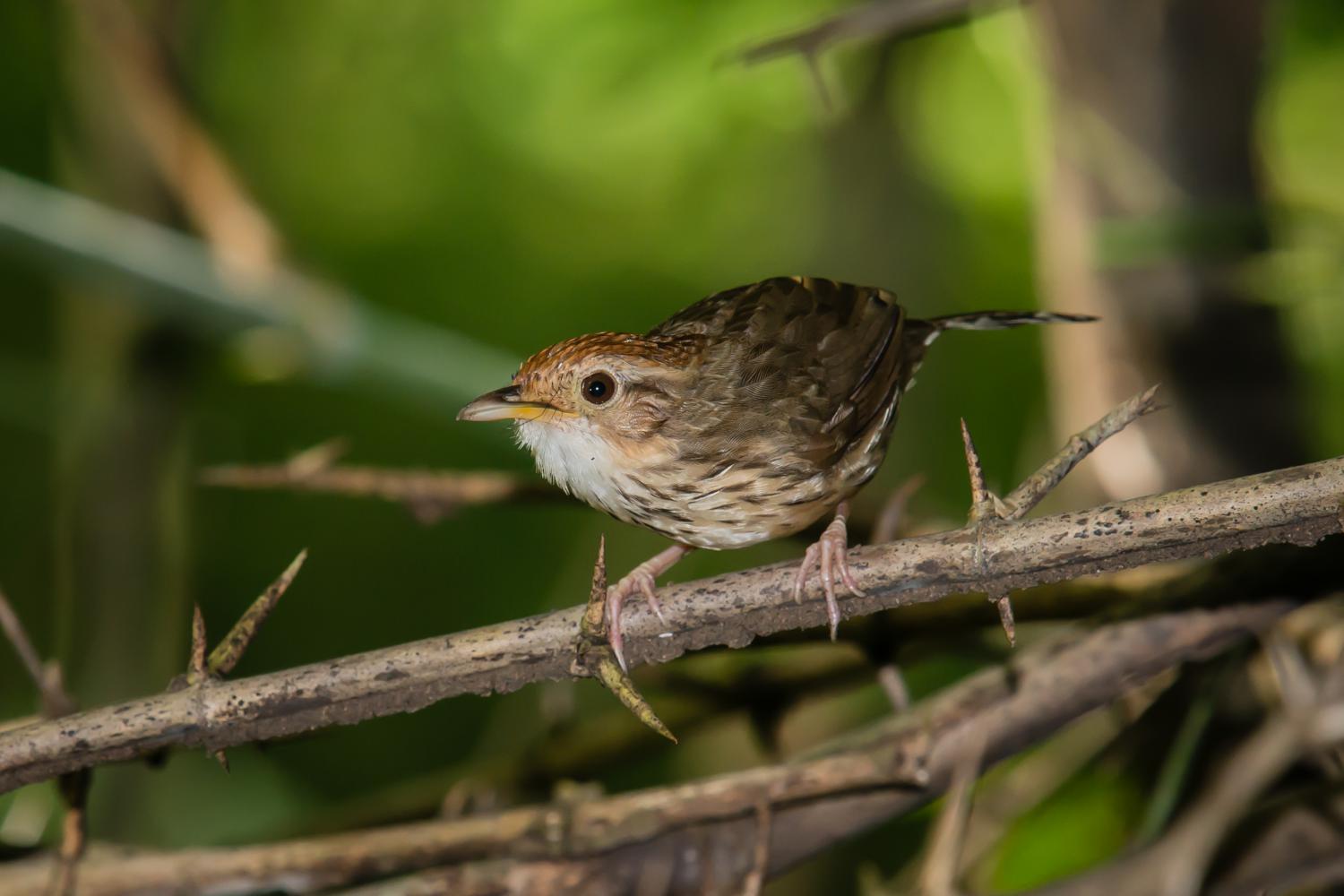 Image of Puff-throated Babbler
