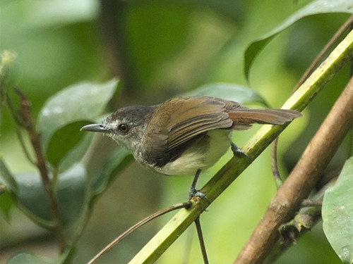 Image of Sooty-capped Babbler