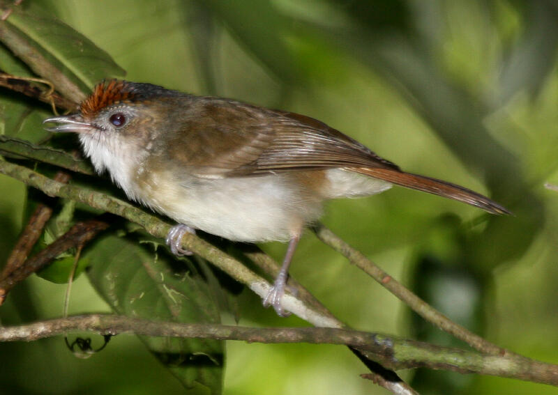 Image of Scaly-crowned Babbler