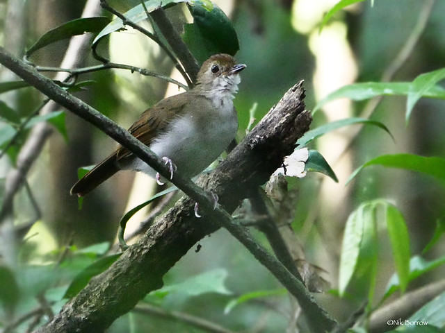 Image of Rufous-winged Illadopsis