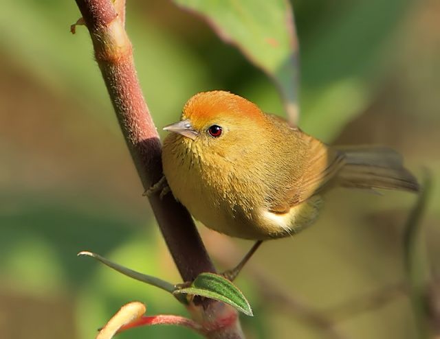 Image of Rufous-capped Babbler