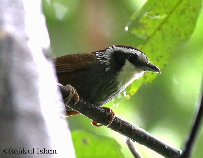 Image of Snowy-throated Babbler