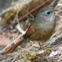 Image of Rufous-tailed Babbler