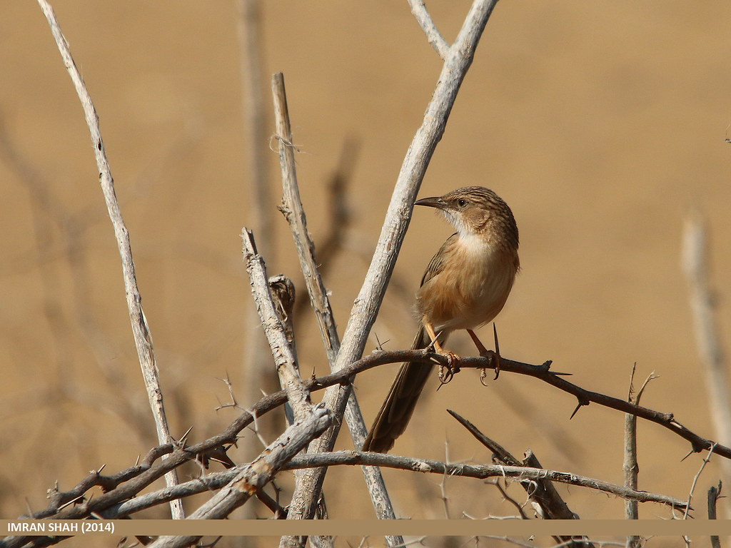 Image of Common Babbler