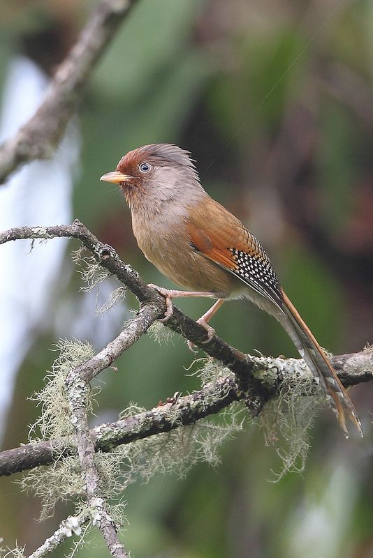 Image of Rusty-fronted Barwing