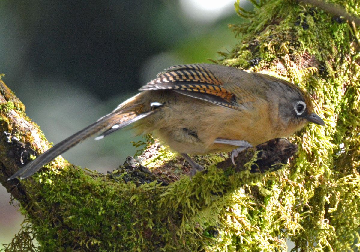 Image of Western Spectacled Barwing