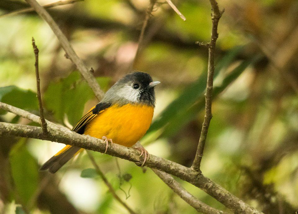 Image of Golden-breasted Fulvetta