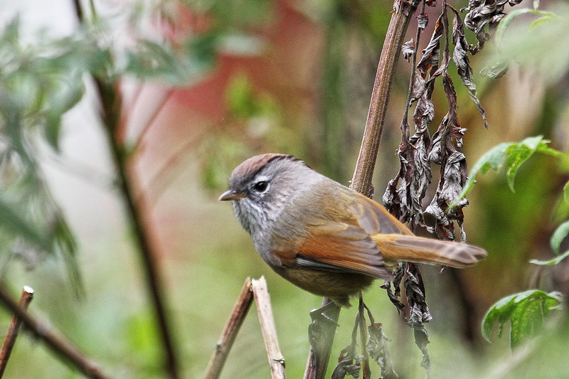 Image of Spectacled Fulvetta