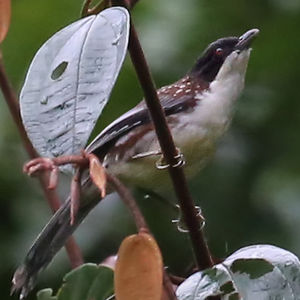 Image of Spotted Crocias