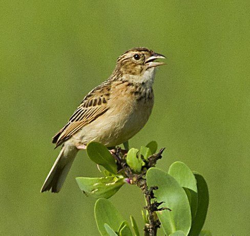 Image of Melodious Lark