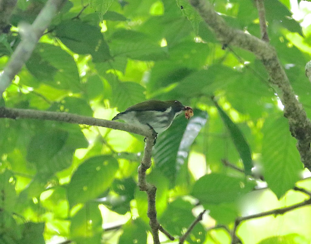 Image of Olive-backed Flowerpecker