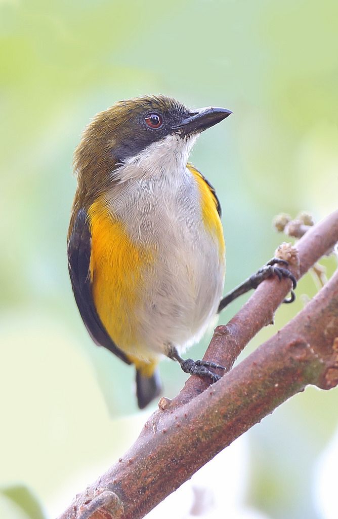 Image of Yellow-sided Flowerpecker