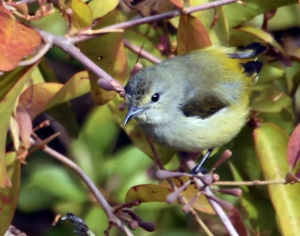 Image of Pygmy Flowerpecker