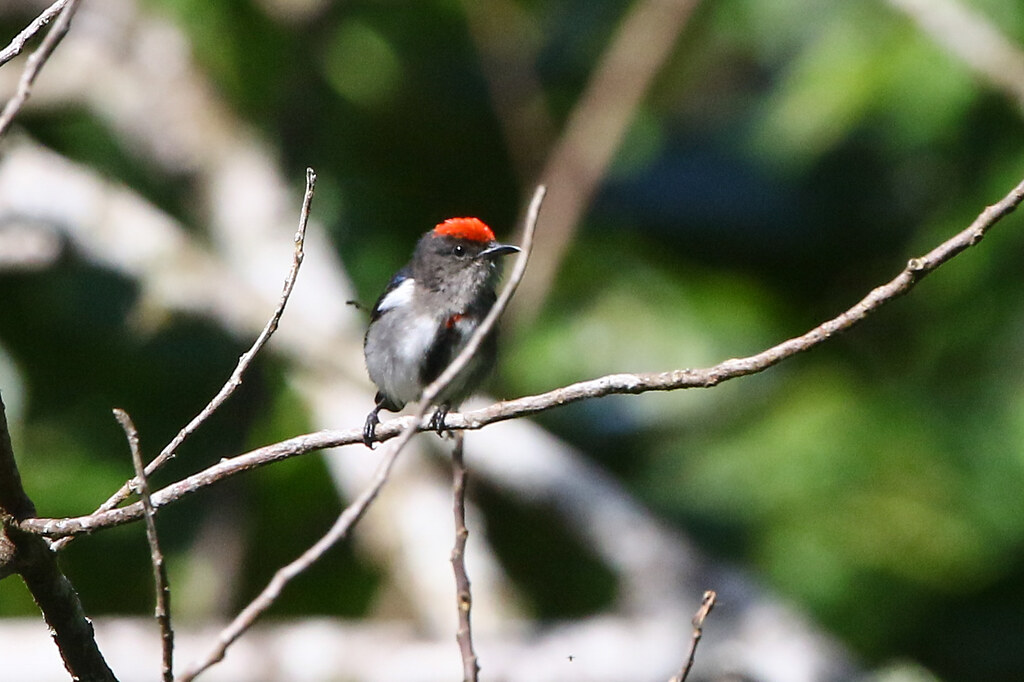 Image of Crimson-crowned Flowerpecker