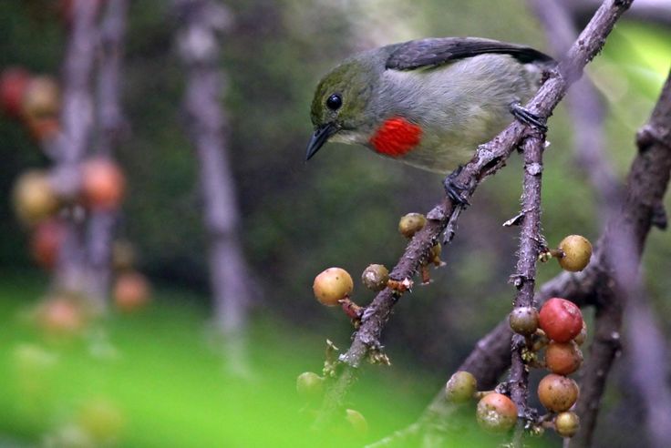 Image of Olive-crowned Flowerpecker