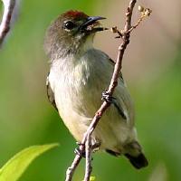 Image of Red-capped Flowerpecker