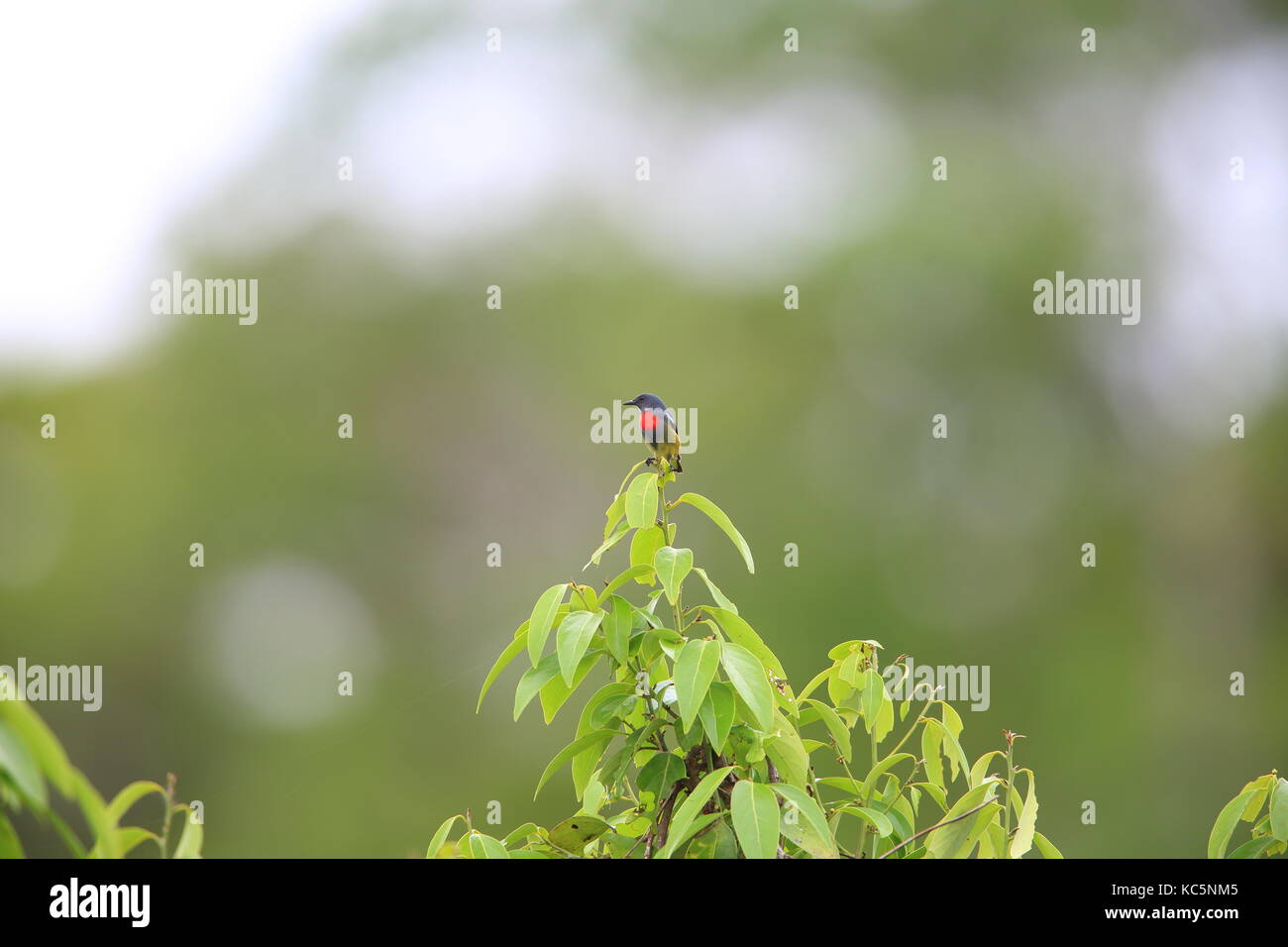 Image of Midget Flowerpecker