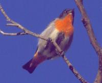 Image of Mistletoebird (Male)